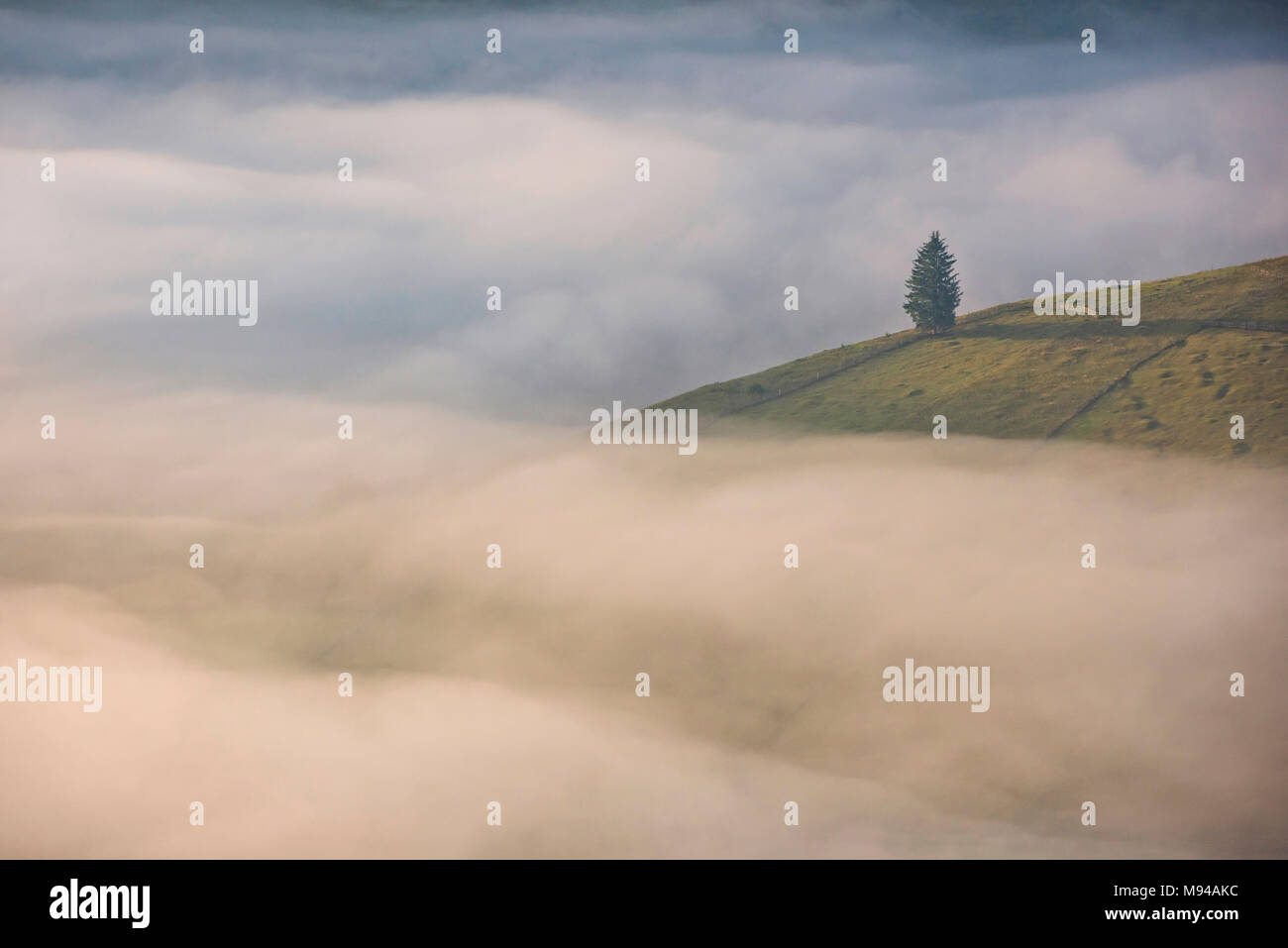 Lonely tree on a high hill surrounded by fog and mist during sunrise in Bucovina region of Romania Stock Photo