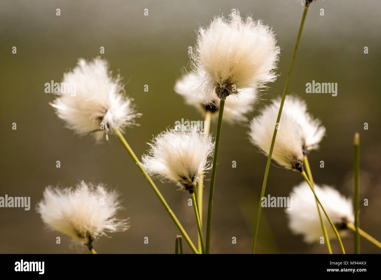 Fluffy white flowers typical of the summer season in the mountains