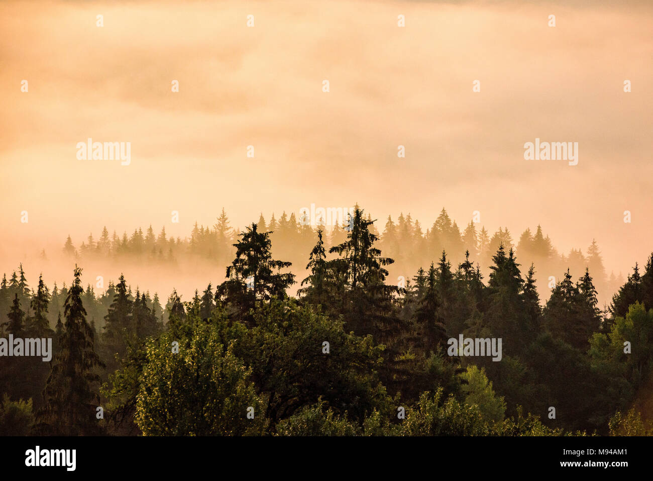 Morning mist over the woods of a valley in Bucovina region of Romania Stock Photo