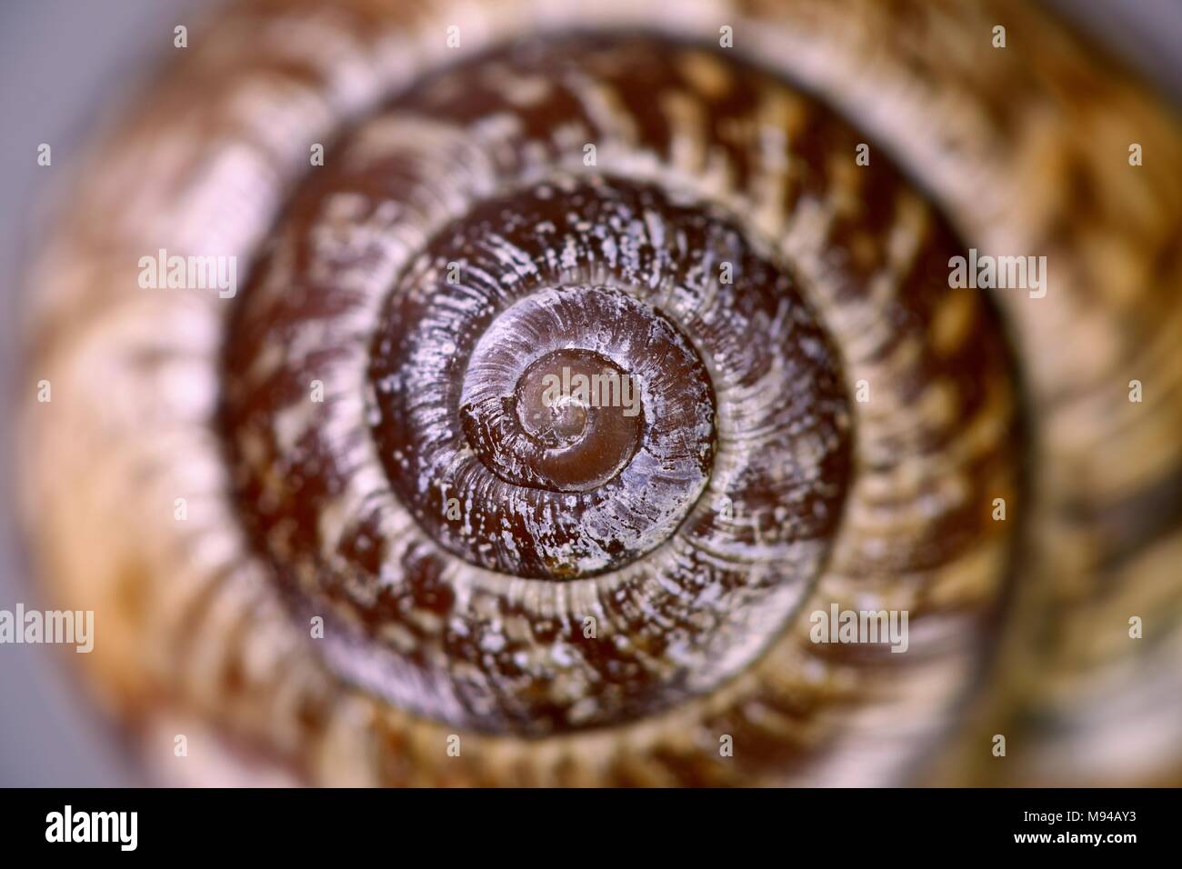 Spiral snail shells hi-res stock photography and images - Alamy