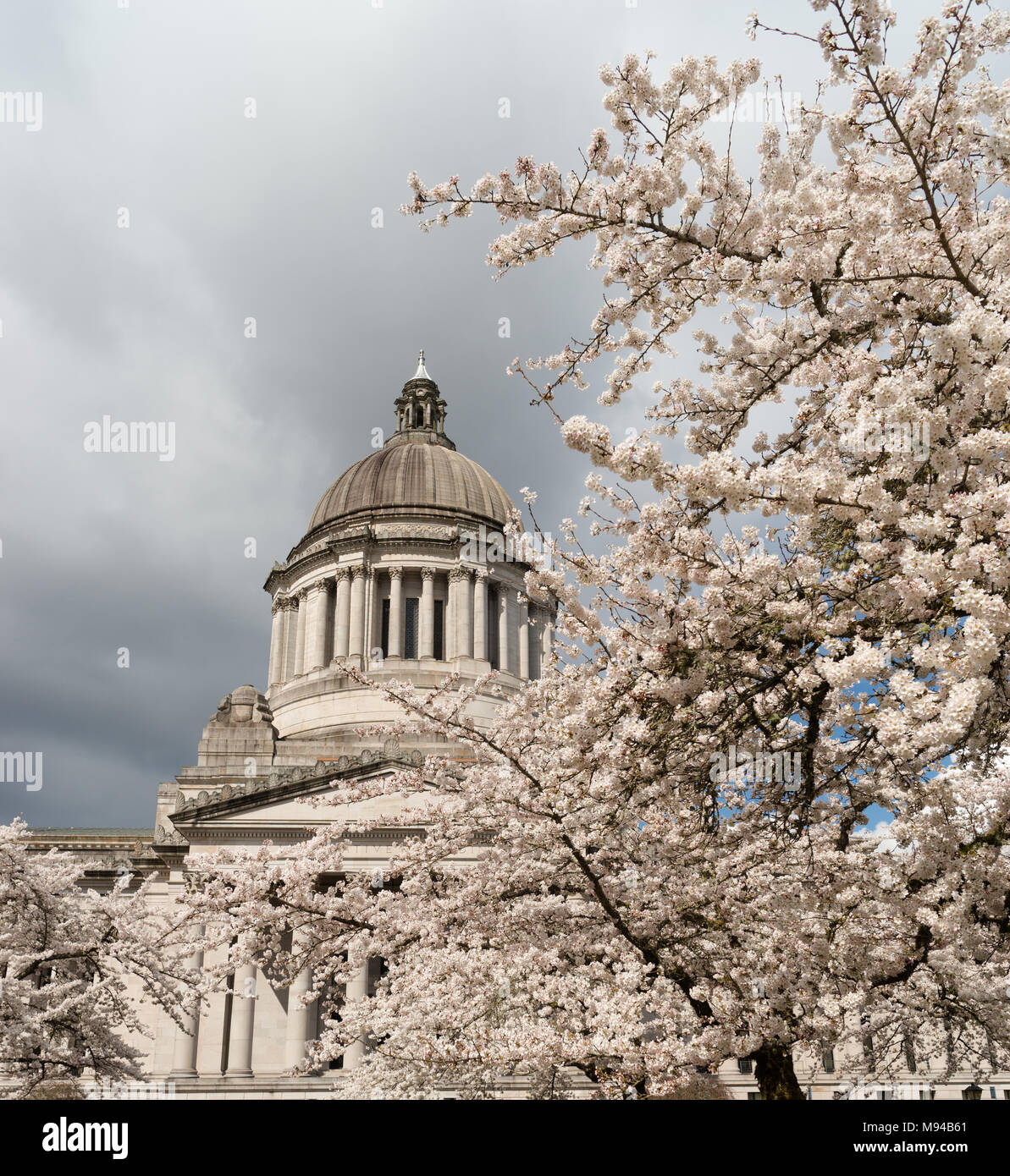 Beautiful flowering blossoms adorn the walkway outside the State Capital in Olympia, Washington Stock Photo
