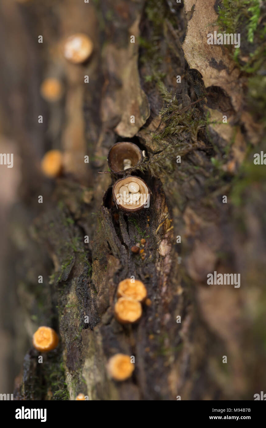 Bird's nest fungus Stock Photo