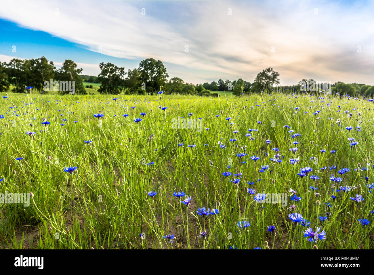 Blue cornflowers field landscape, rural field in the summer, landscape Stock Photo