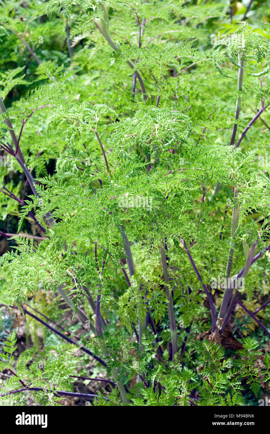 Kaschmirdolde, Selinum wallichianum, Heilpflanze Stock Photo