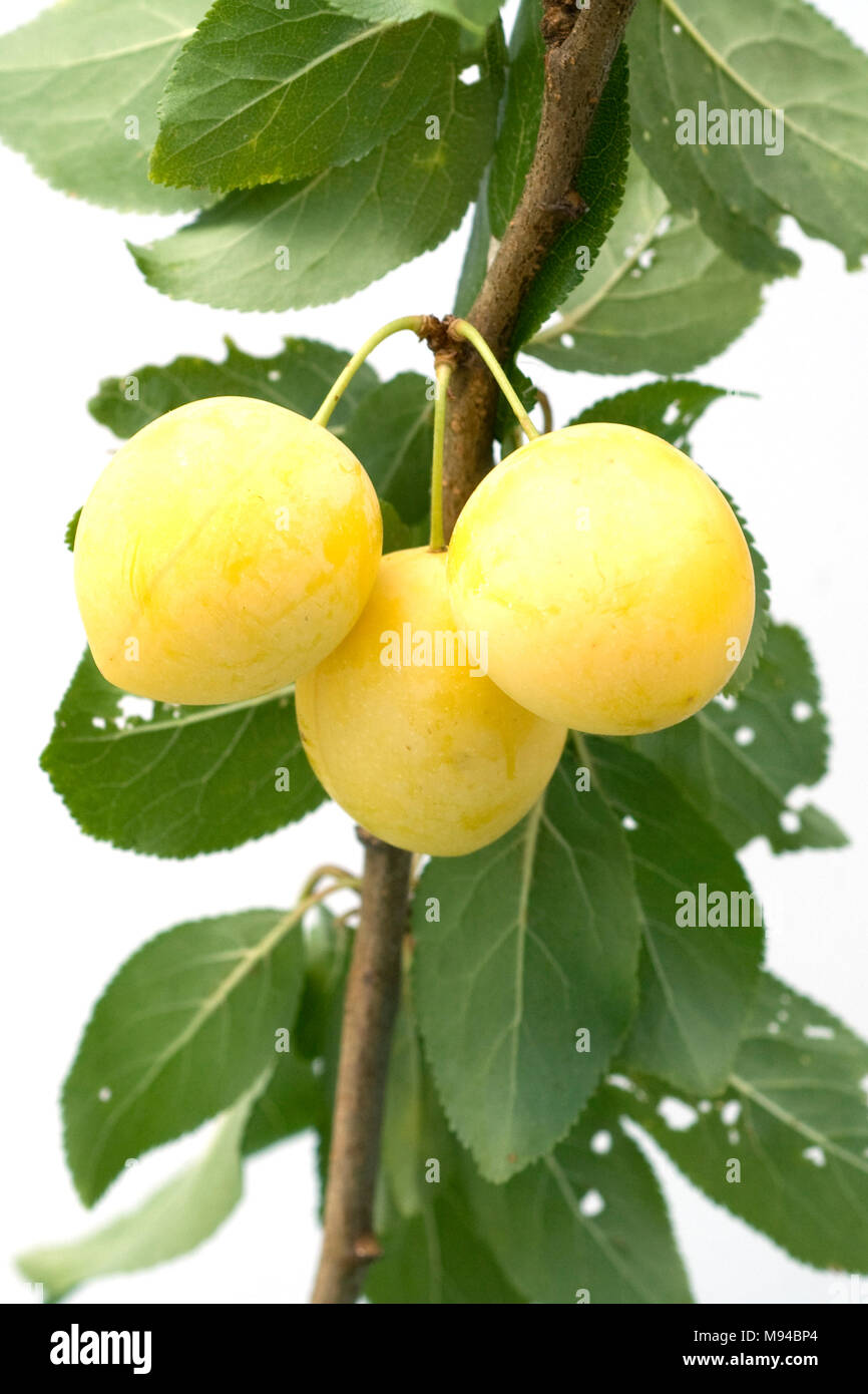 Mirabellen, Prunus domestica subsp. Syriaca Stock Photo - Alamy