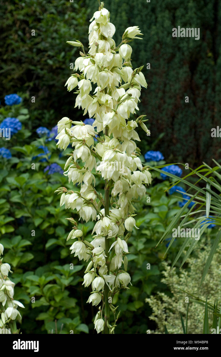 Palmlilie, Yucca elephantipes Stock Photo