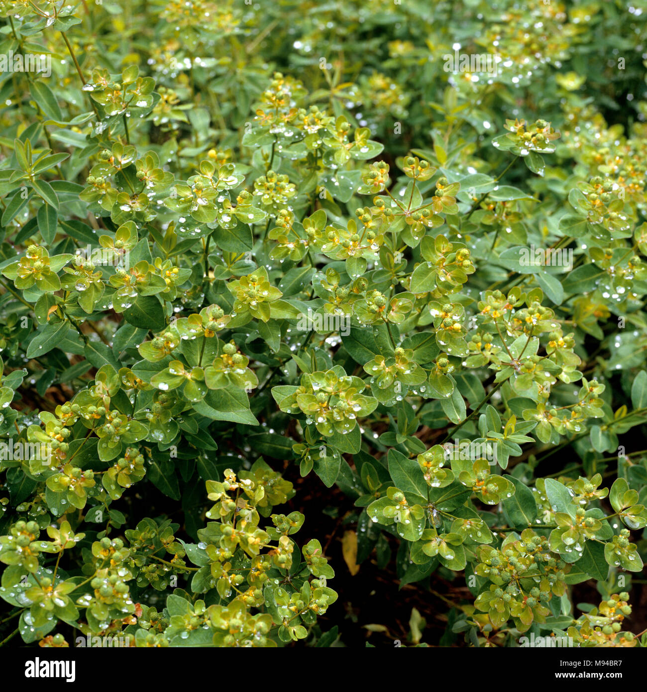 Warzen-Wolfsmilch; Euphorbia verrucosa Stock Photo