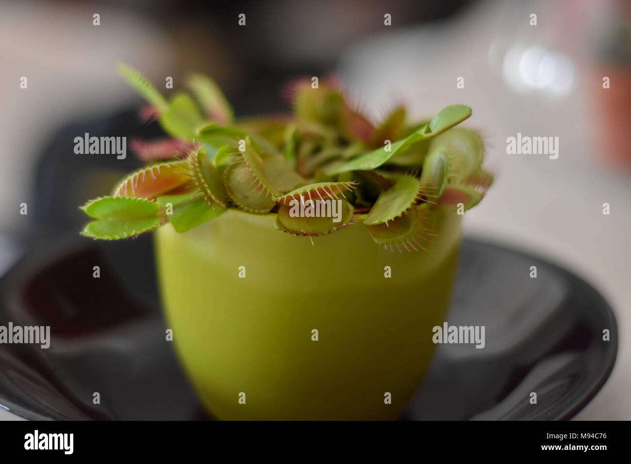 Venus fly trap in the flower pot at black plate/ insect catcher Stock Photo