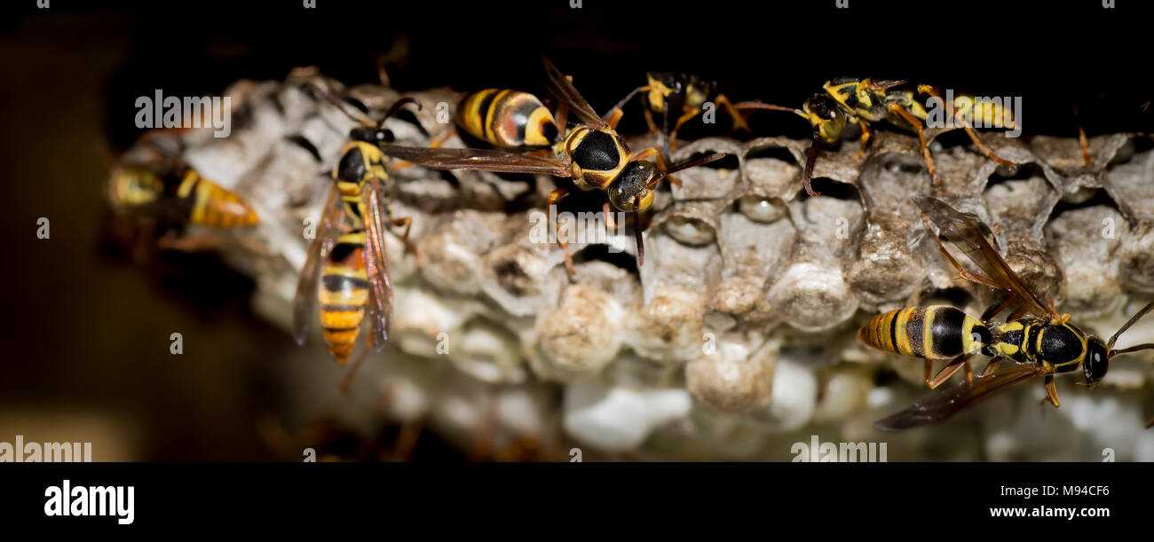 Wasp ( Yellow Jacket ) paper wasp Nest Australia Stock Photo