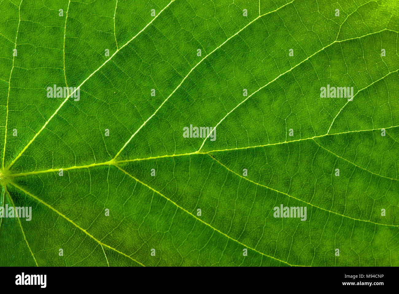 Fresh green leaf texture, leaf macro background Stock Photo - Alamy