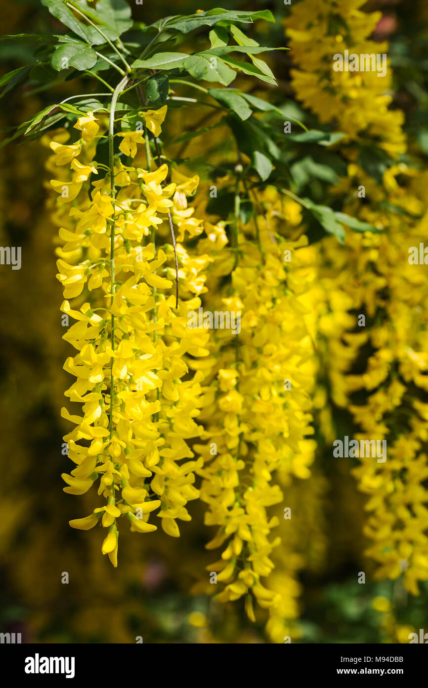 Florescences of Golden Laburnum anagyroides Goldregen in a garden
