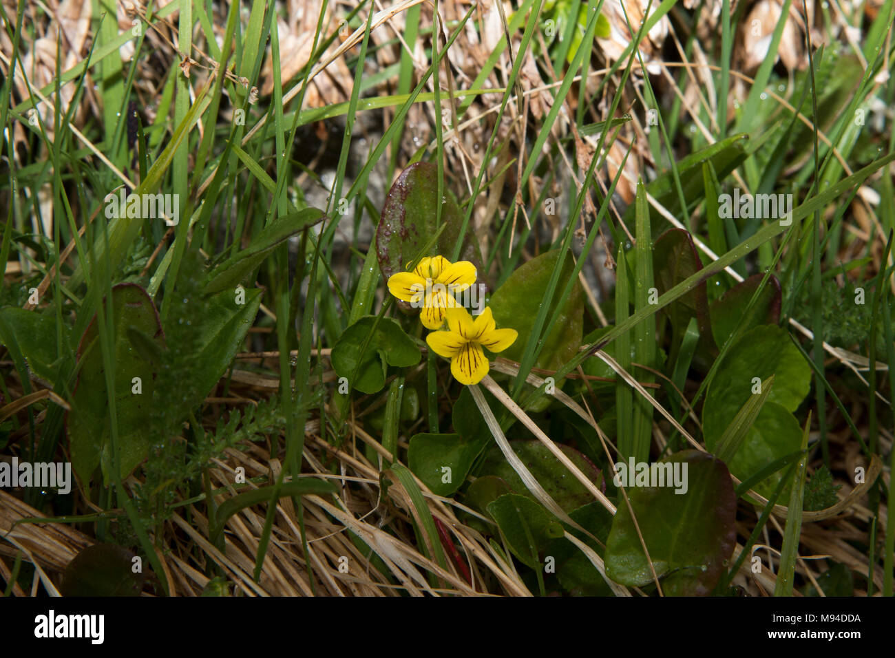 Arctic Yellow Violet flowering near Honningsvåg which  is the northernmost city of Norway and the gateway for tourists to North Cape. Stock Photo