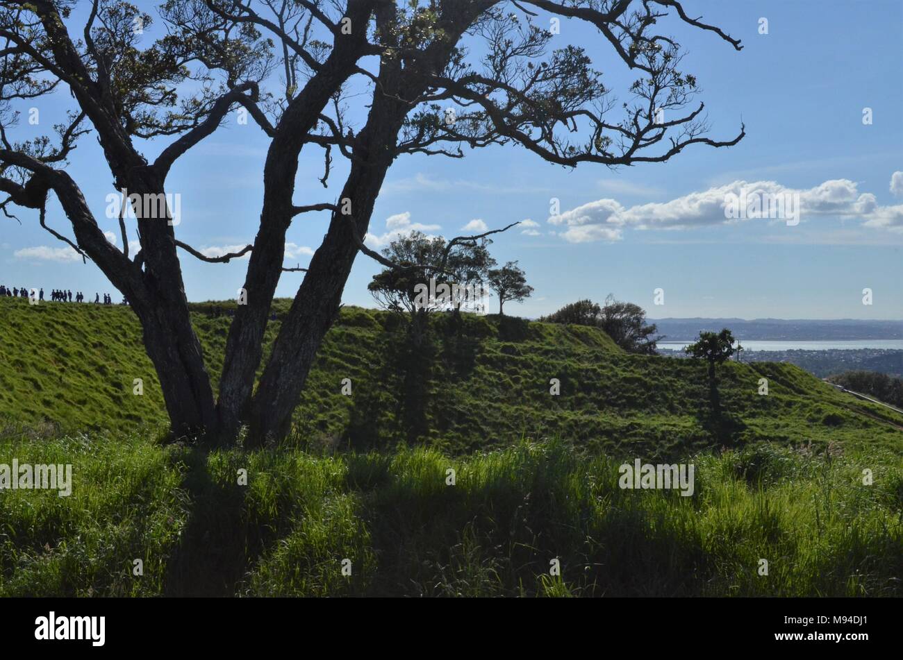 shadows of trees on Auckland's Mount Eden Stock Photo