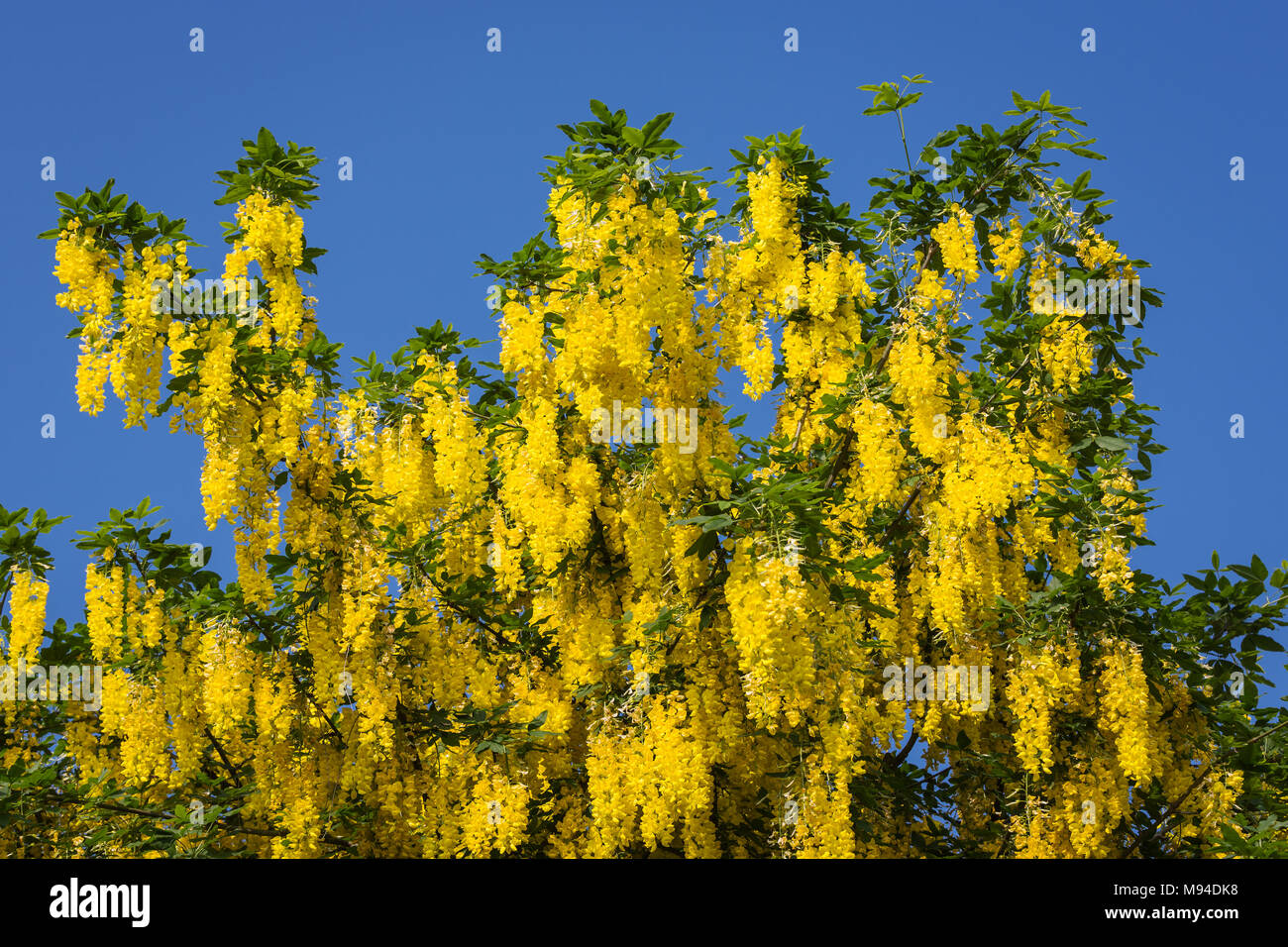 Florescences of Golden Laburnum anagyroides - Goldregen Stock Photo