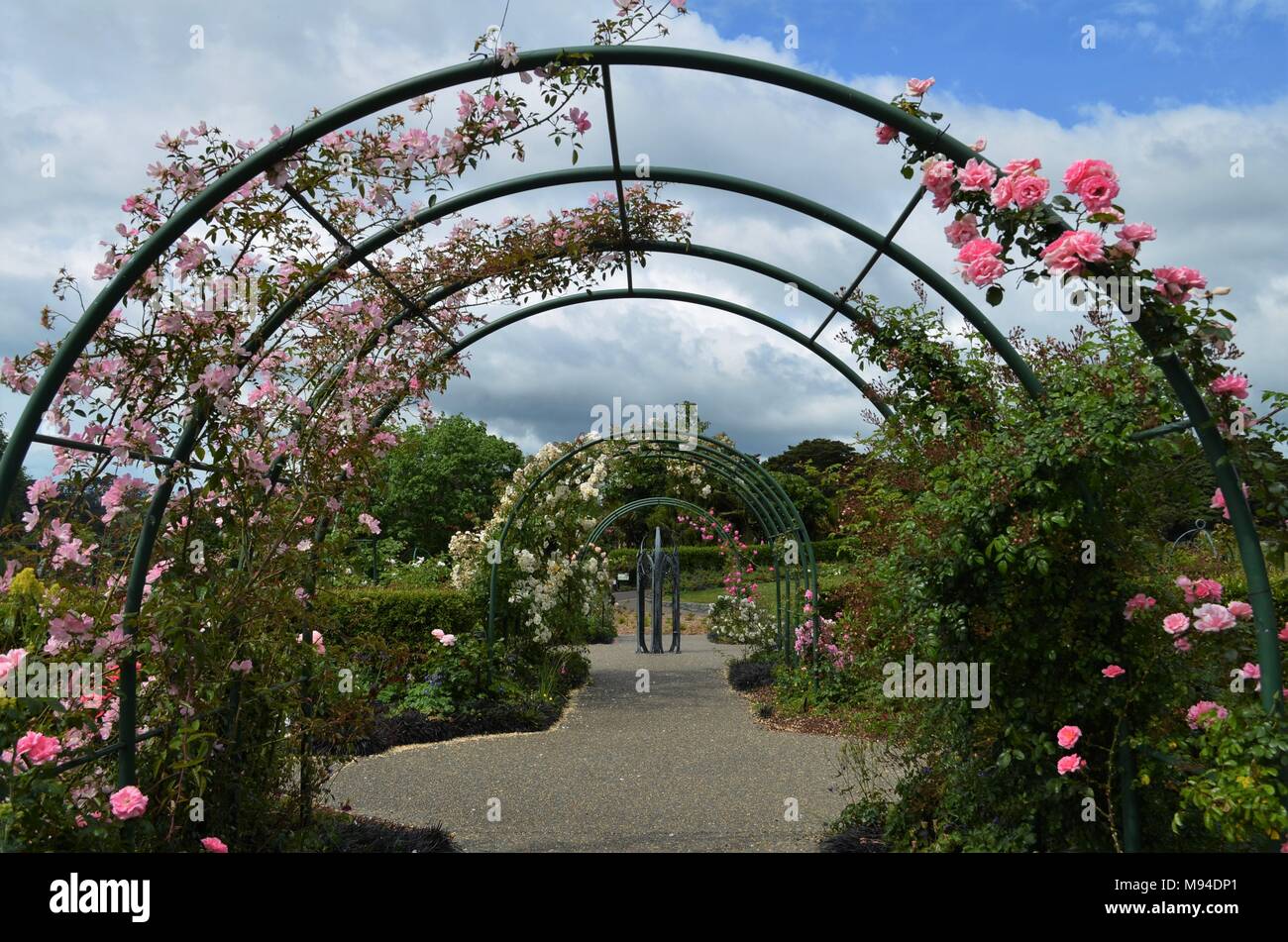 Garden archway roses hi-res stock photography and images - Alamy