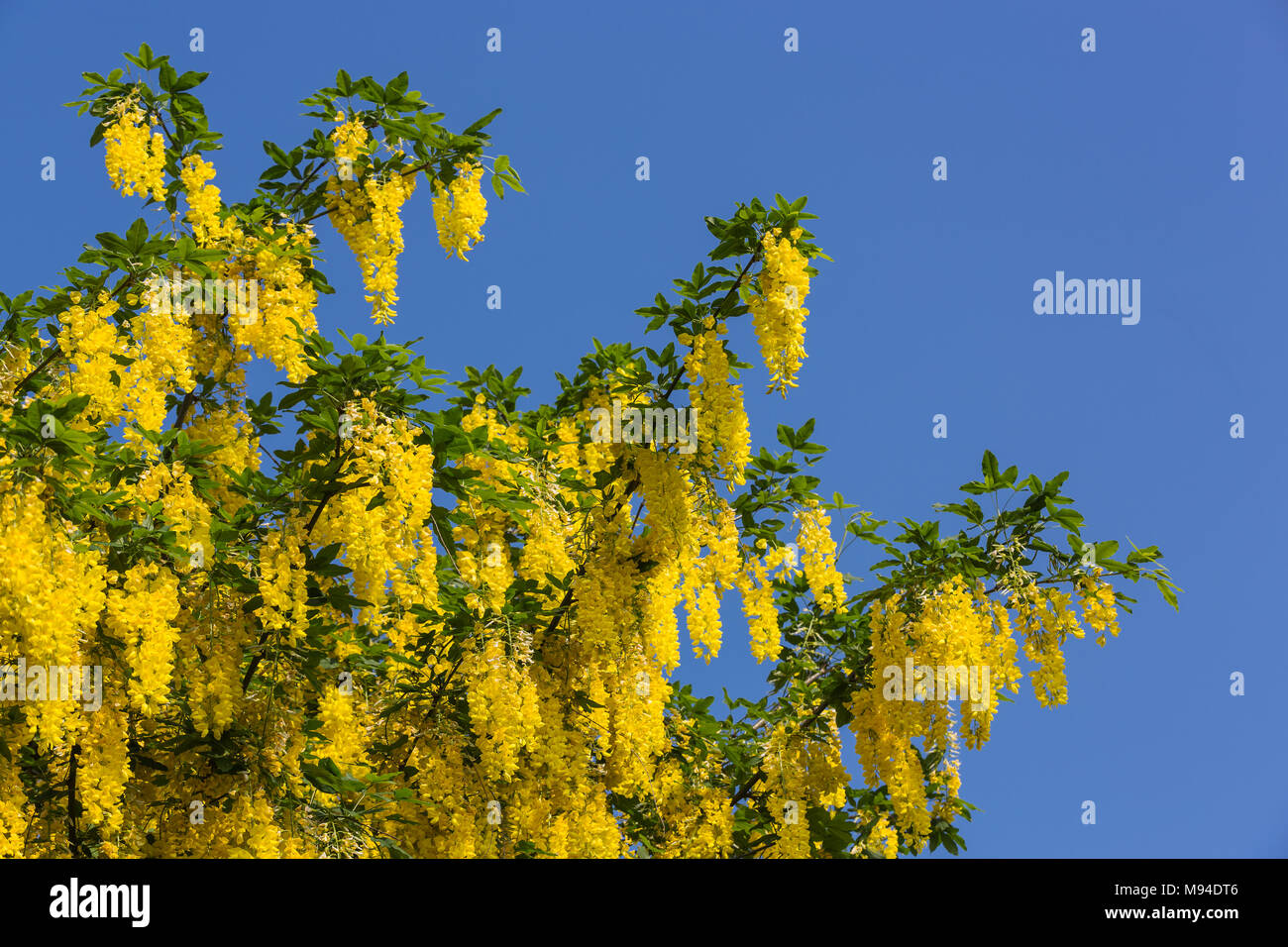 Florescences of Golden Laburnum anagyroides - Goldregen Stock Photo