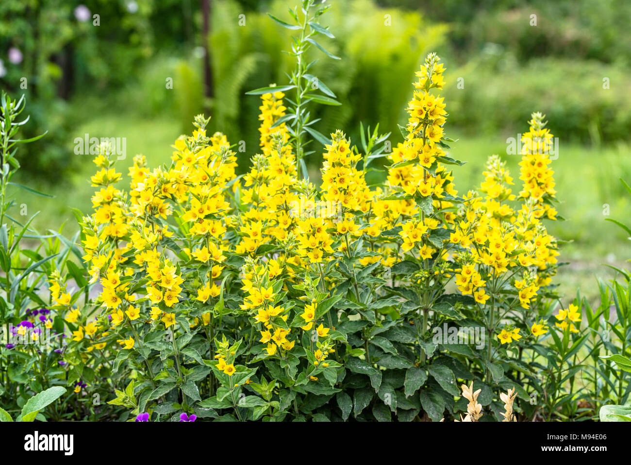 Beautiful summer flowers in the garden - yellow loosestrife, (Lysimachia punctata) Stock Photo