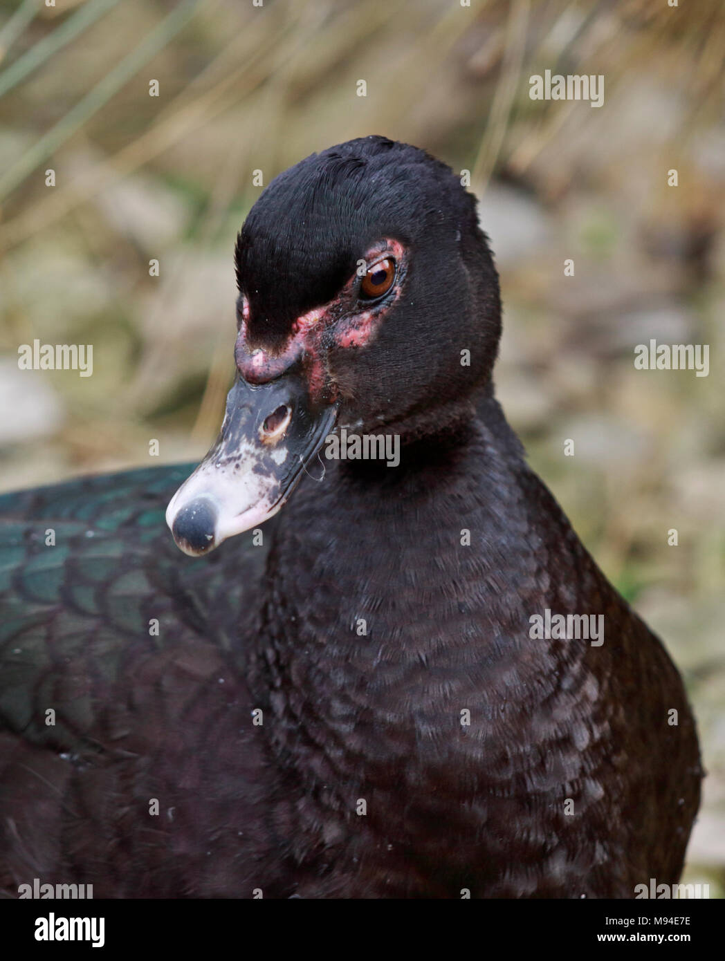 Muscovy Duck female (cairina moschata), UK Stock Photo - Alamy