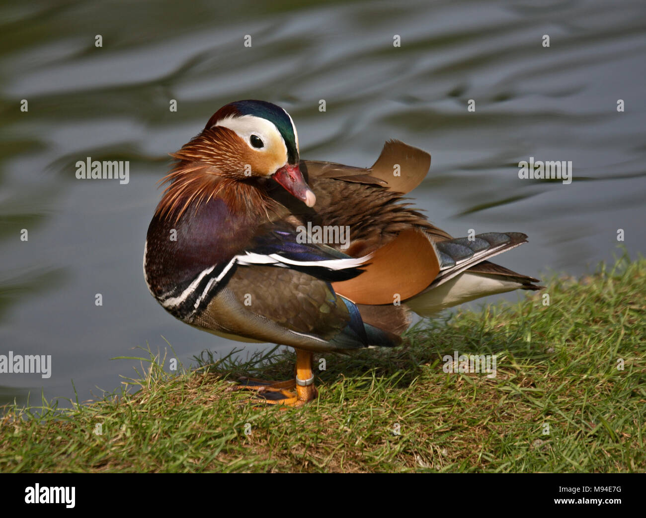 Mandarin Duck (aix galericulata) male Stock Photo