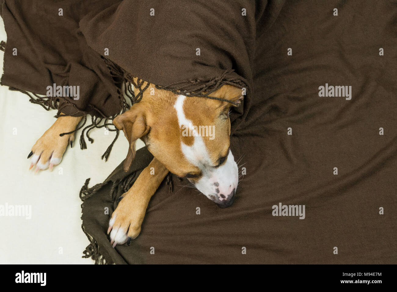 Lazy or sick pet dog relaxing and sleeping in clean white throw blanket. Sleepy staffordshire terrier dog covered in plaid resting indoors in tidy min Stock Photo