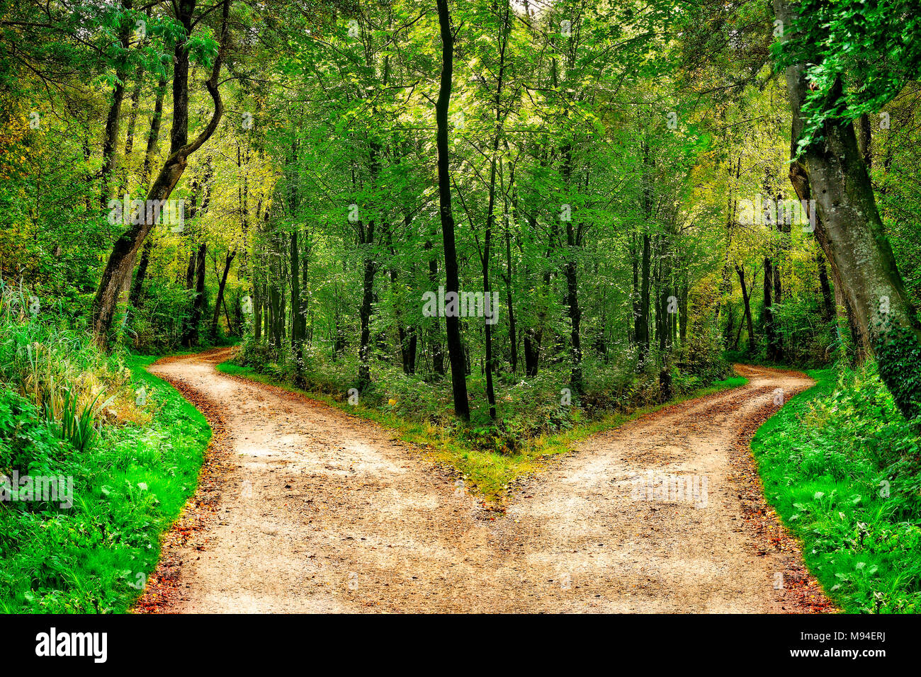 A forest path divides in two different directions Stock Photo