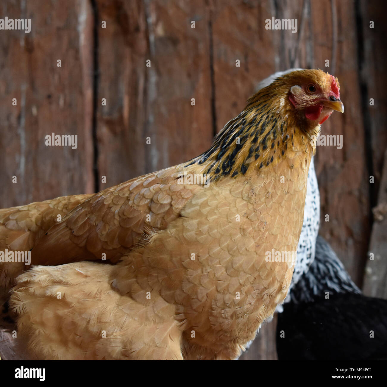 A photo of a red chicken looking at the camera. Stock Photo