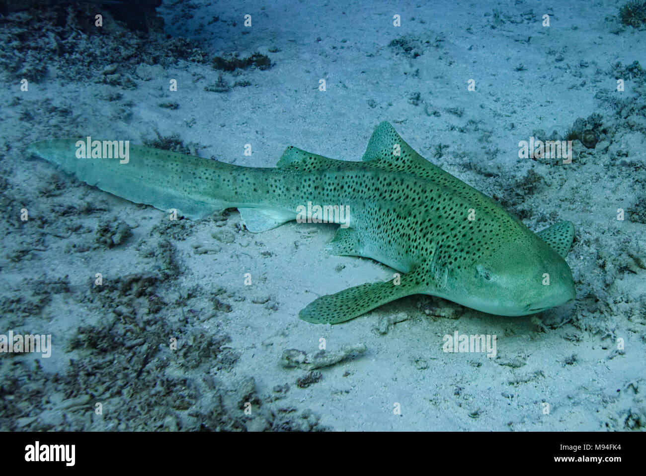 Leopard Shark on the sea floor Stock Photo