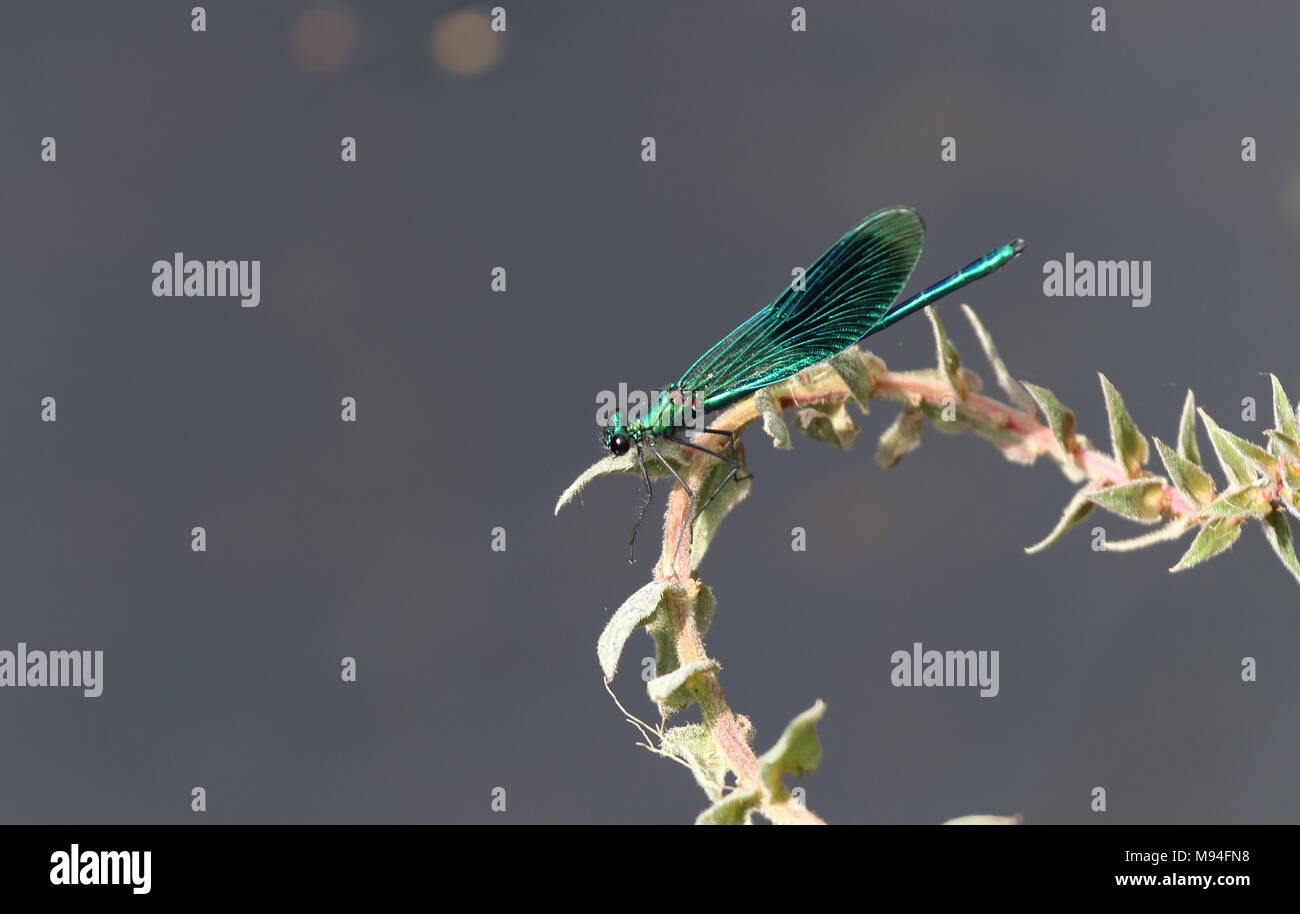 Male banded demoiselle dragonfly (Caloptertx splendens) perched on a plant stem at Wicken Fen National Nature Reserve, Cambridgeshire, England. Stock Photo