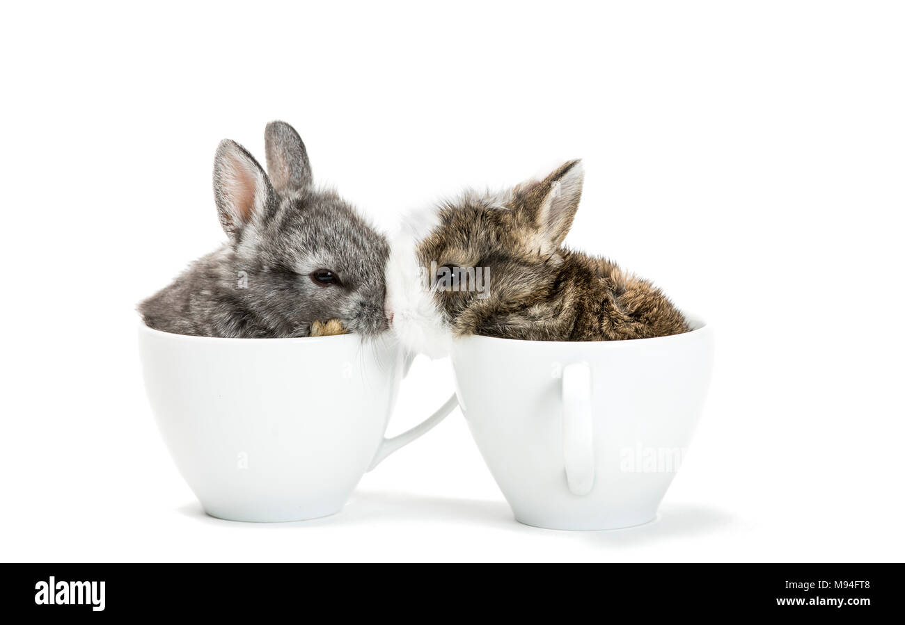 Baby Bunnies In Cups 