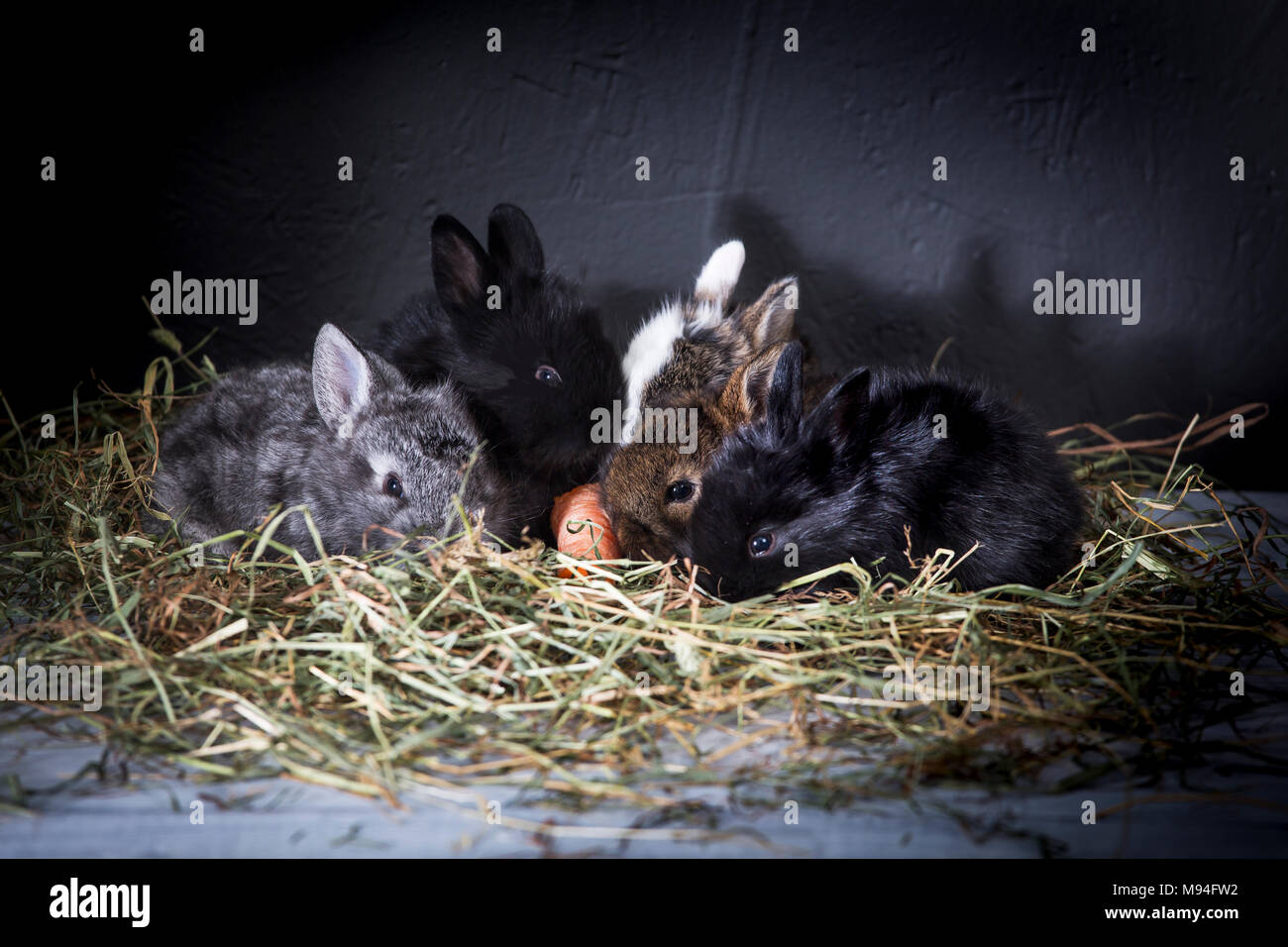 Young rabbits in their cage at home Stock Photo Alamy