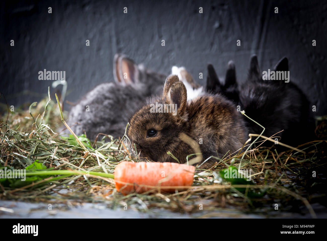 Young rabbits in their cage at home. Stock Photo