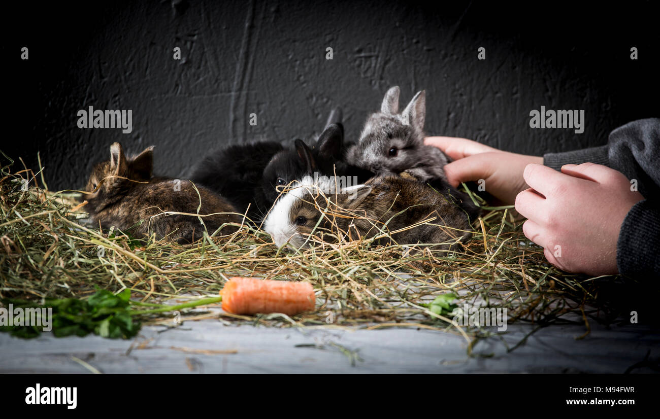 Young rabbits in their cage at home. Stock Photo