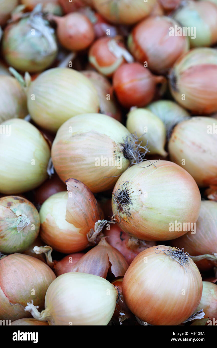 Onion Skin Stock Photos & Onion Skin Stock Images Alamy