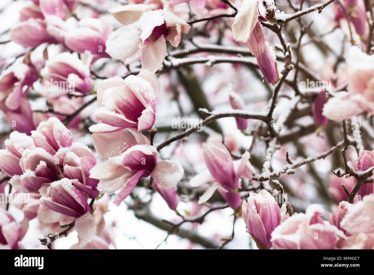 Magnolia Tree in Snow Stock Photo