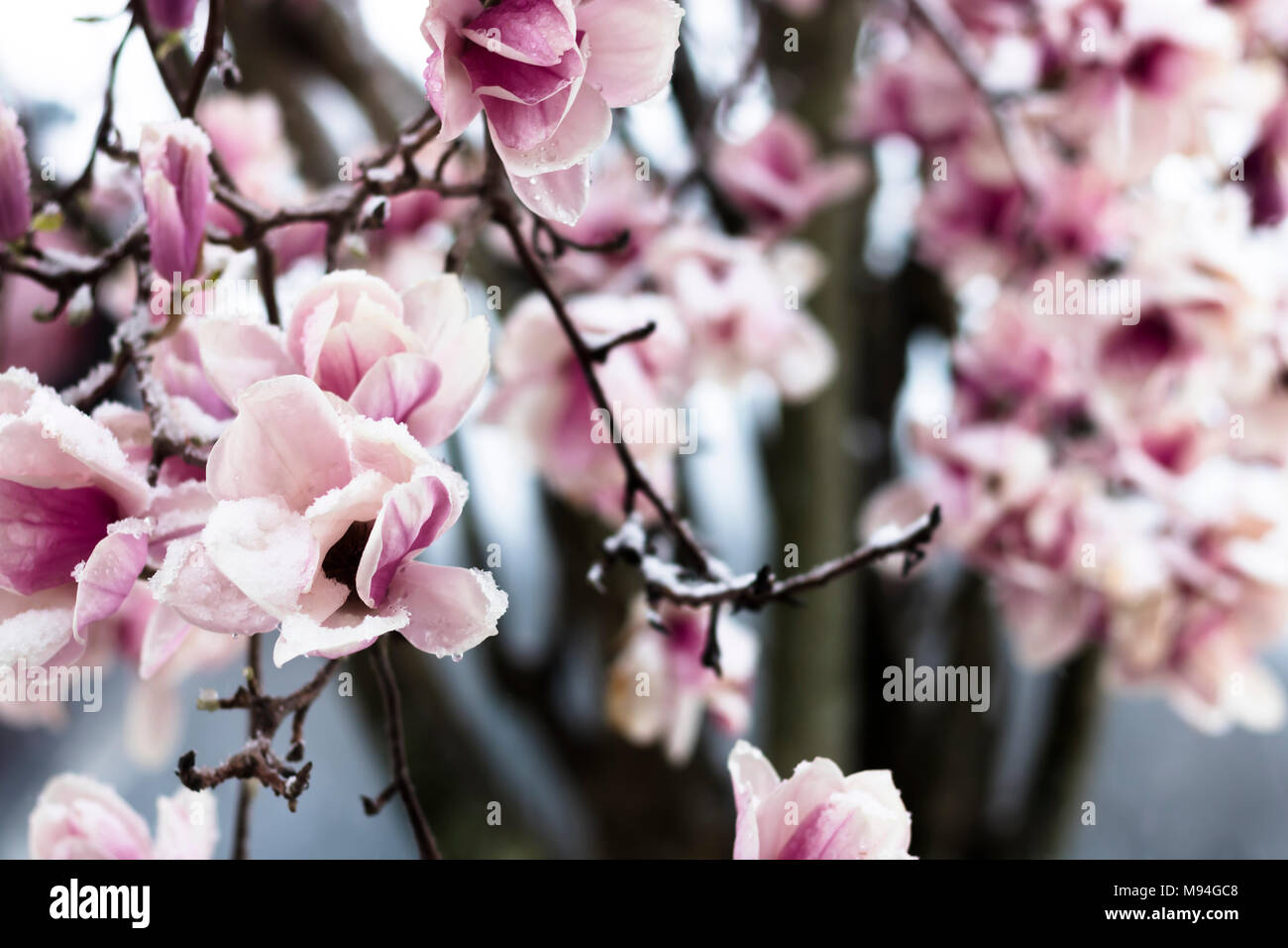 Magnolia Tree in Snow Stock Photo