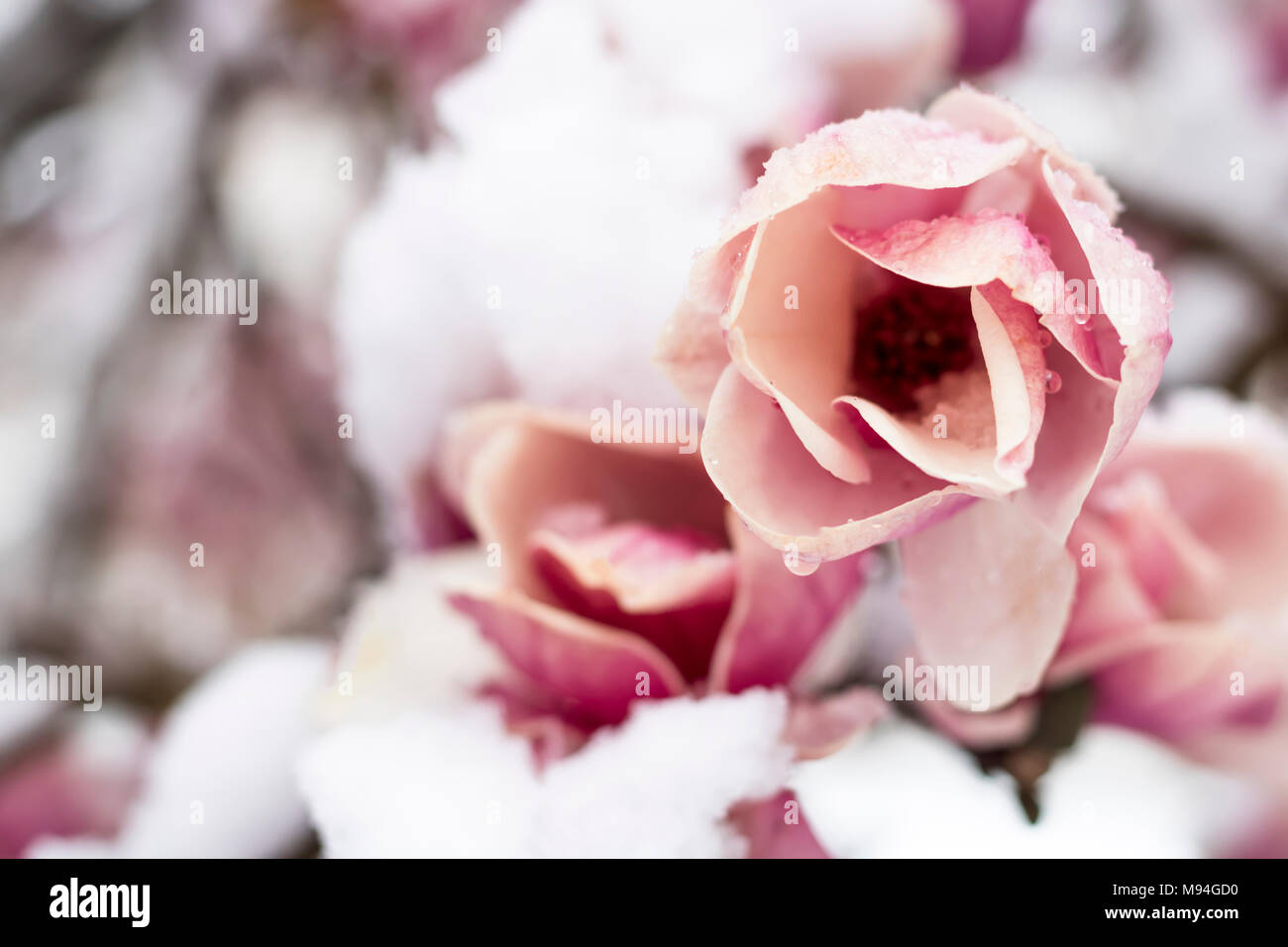Magnolia Tree in Snow Stock Photo - Alamy