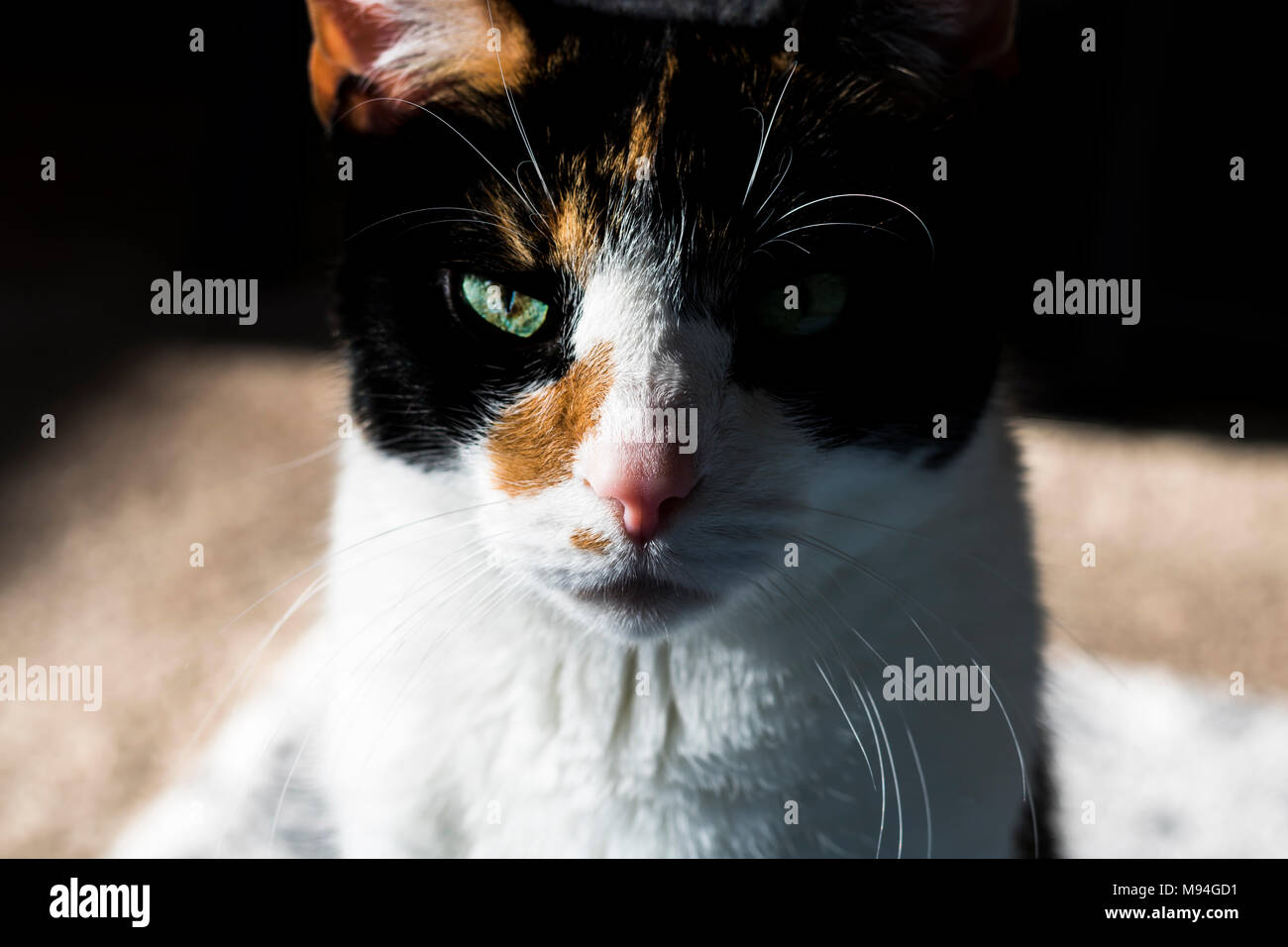 Sunbathing Calico Cat Stock Photo