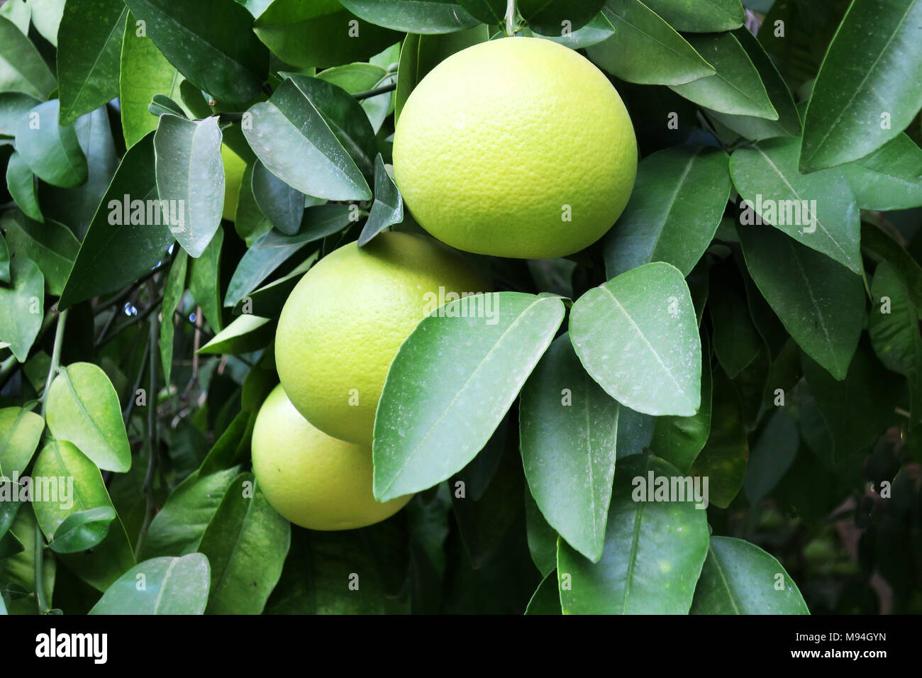 Three almost ripe yellow grapefruits hanging on a tree Stock Photo