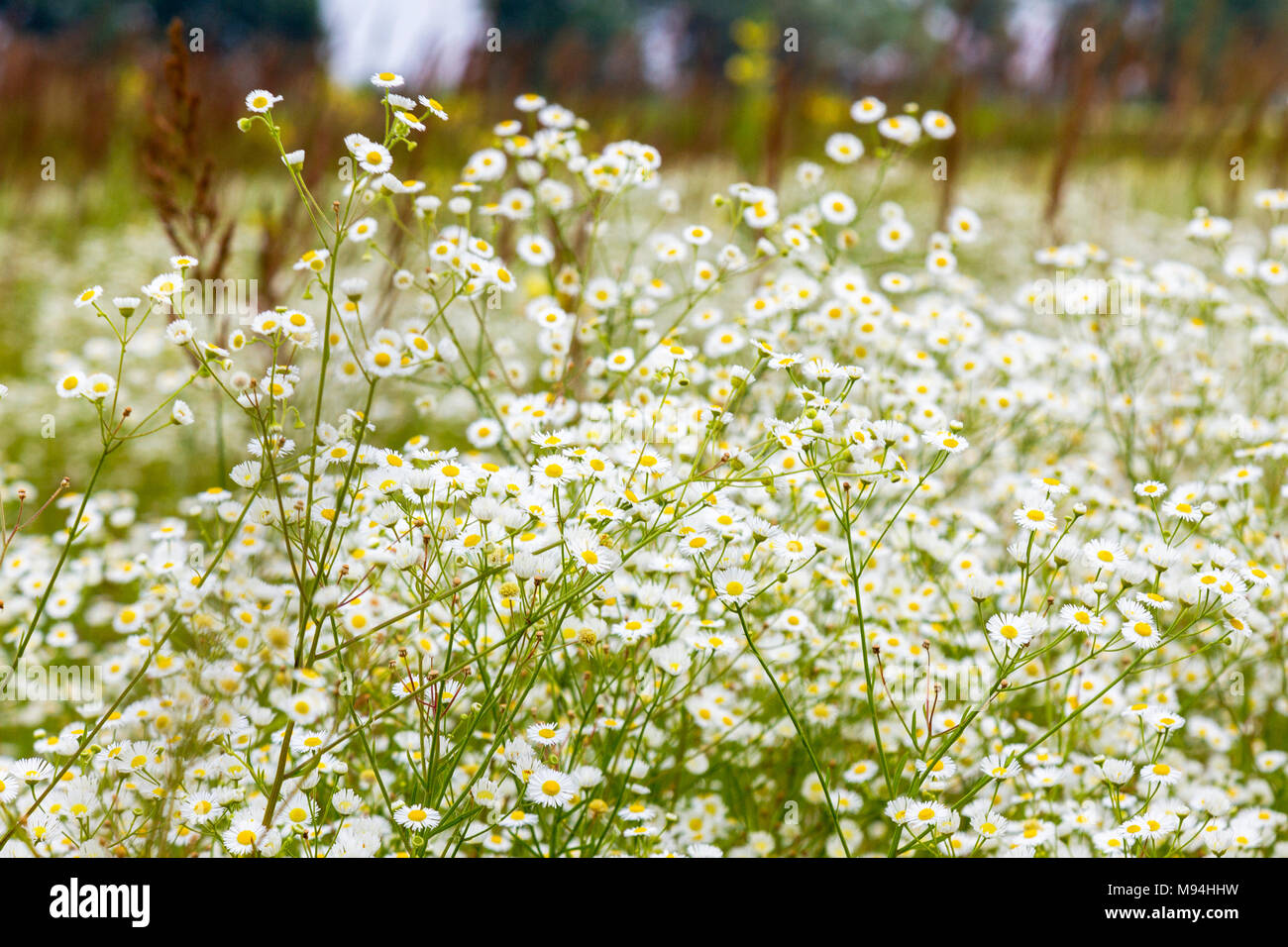 White meadow flowers. Chamomile closeup Stock Photo - Alamy