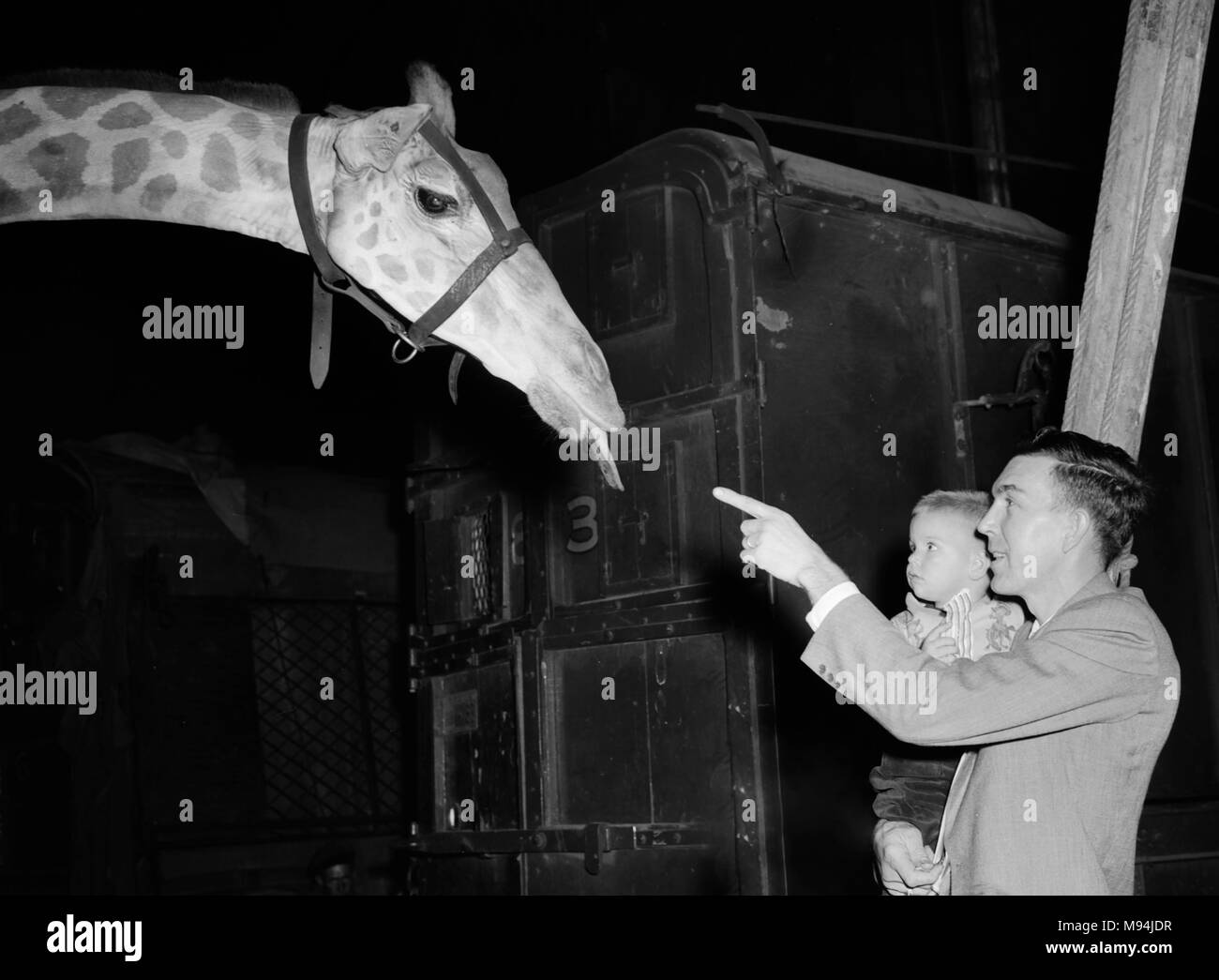 Father and son check out a giraffe on a circus train in Georgia, ca. 1953. Stock Photo