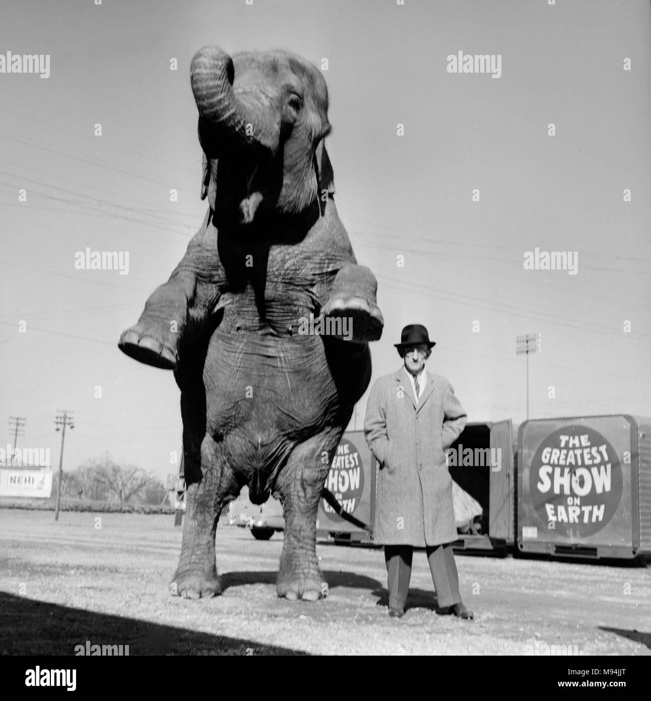 A man poses with a standing elephant on the grounds of a Ringling Brothers Barnum and Bailey Circus in Georgia, ca. 1966. Stock Photo