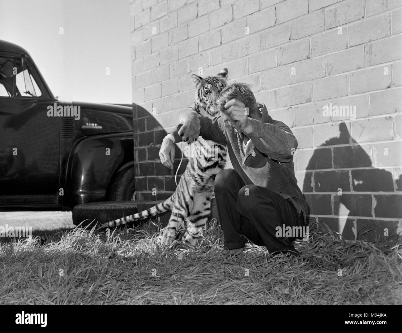 A animal trainer is playful with a circus tiger backstage at a traveling circus in rural Georgia, ca. 1960. Stock Photo