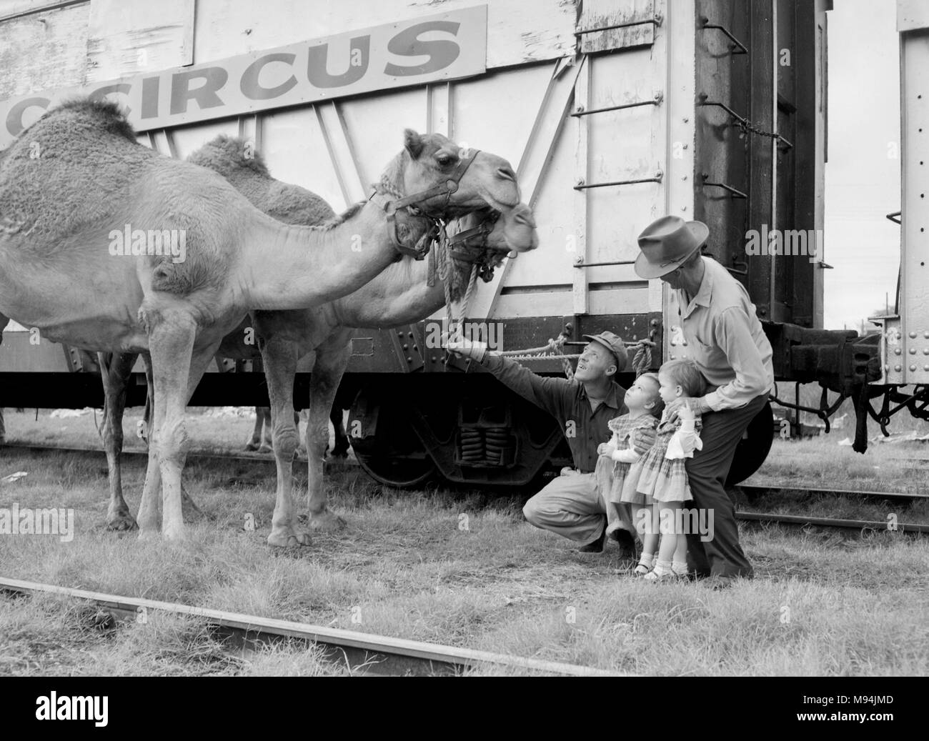 Two little girls get an up close meeting with two camels during animal unloading at the Clyde Beatty Circus in Georgia, ca. 1956. Stock Photo