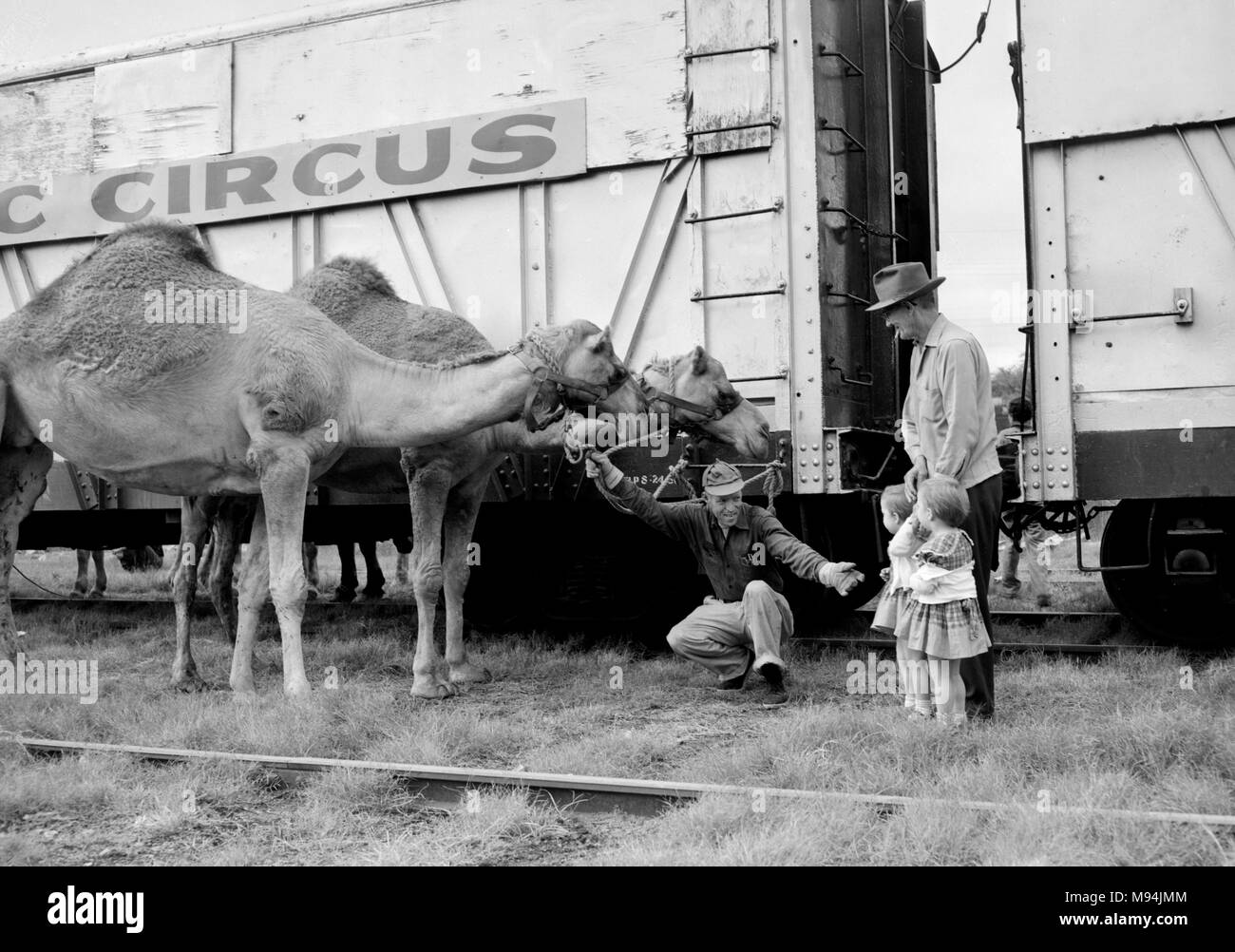 Two little girls get an up close meeting with two camels during animal unloading at the Clyde Beatty Circus in Georgia, ca. 1956. Stock Photo