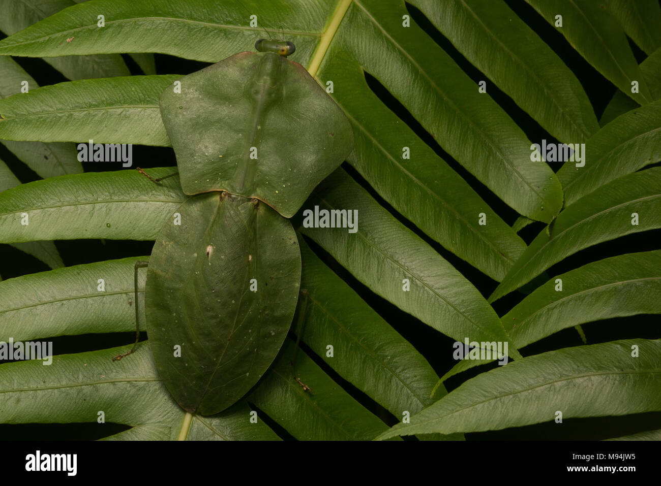 A shield or leaf mantis (Choeradodis species) relies on its amazing camouflage to blend in with plants and stay hidden. Stock Photo