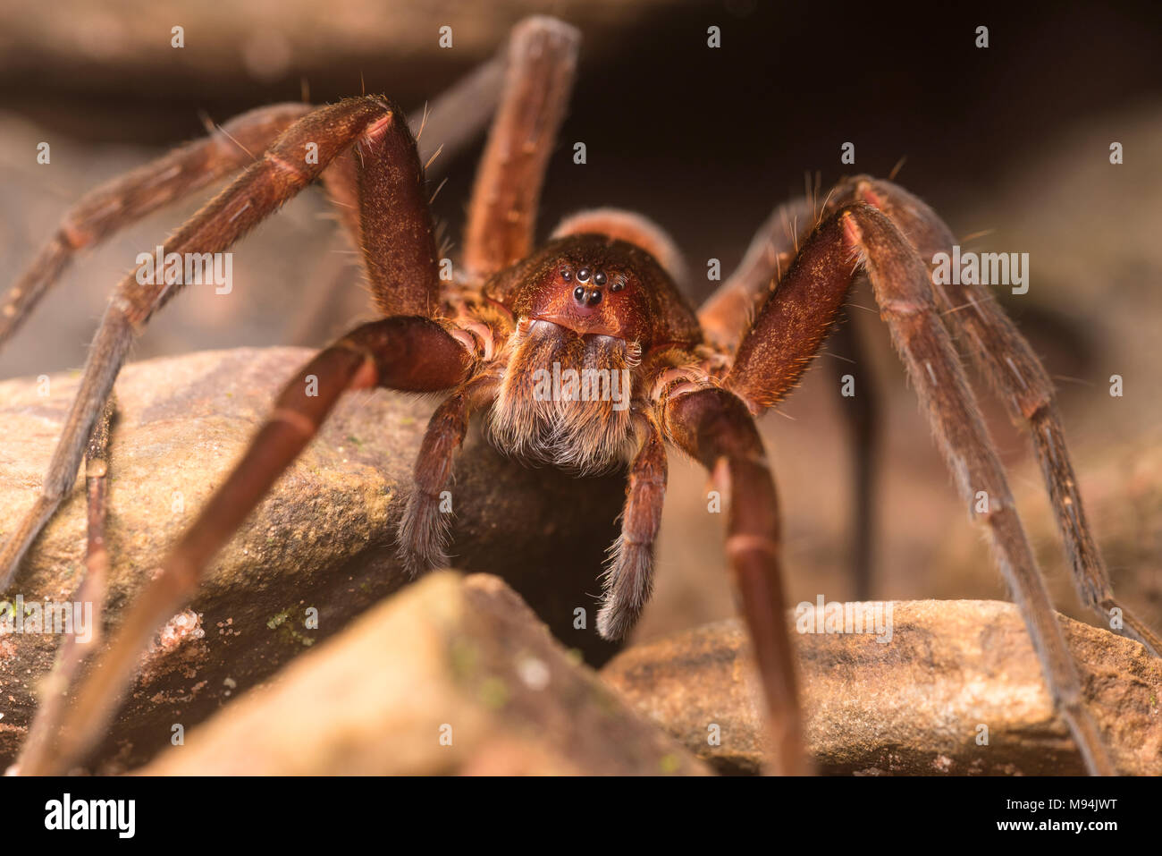 A close up of a male Ancylometes spider, these large spiders are found near water and can take large prey. Stock Photo