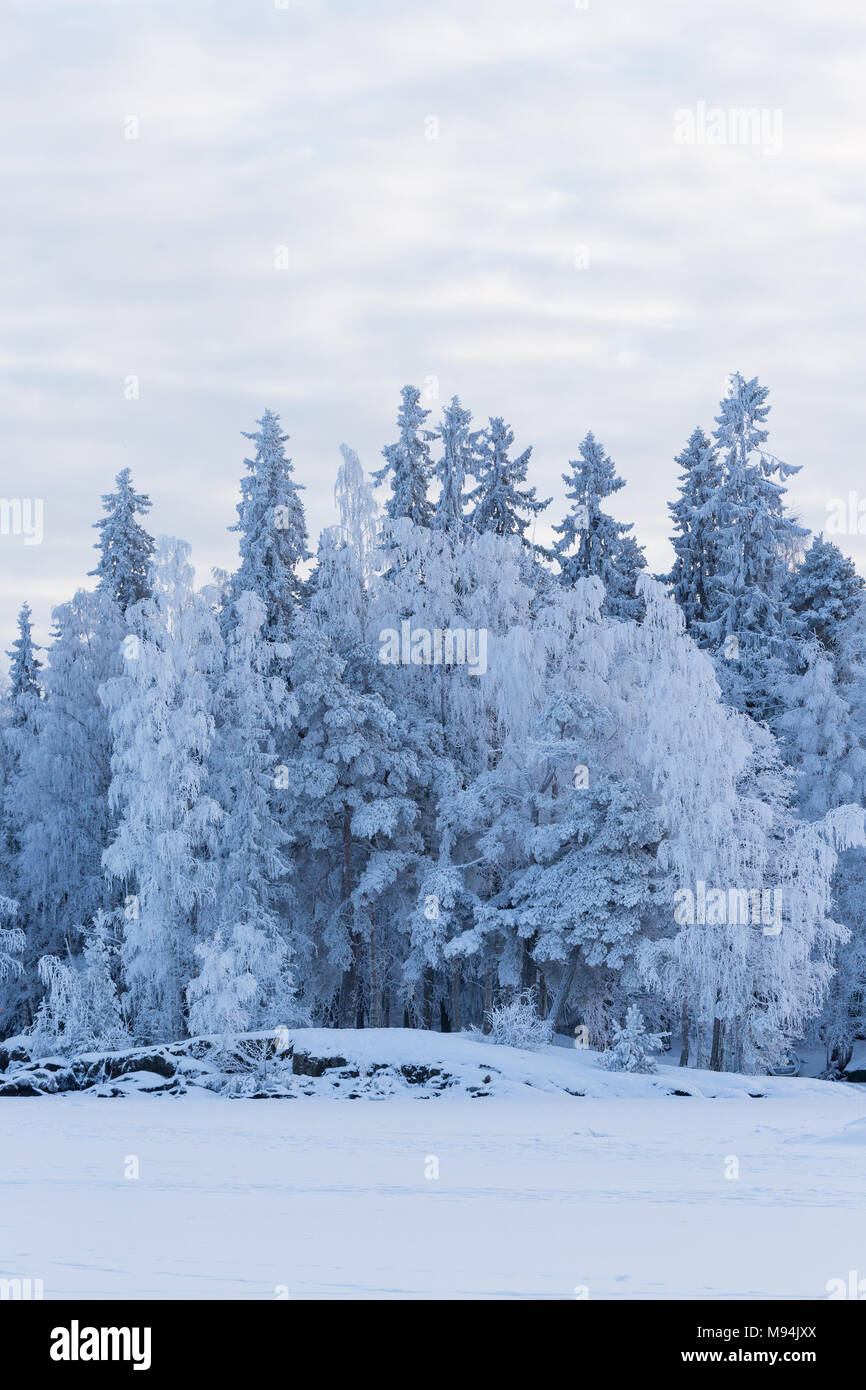 Trees covered in snow Stock Photo