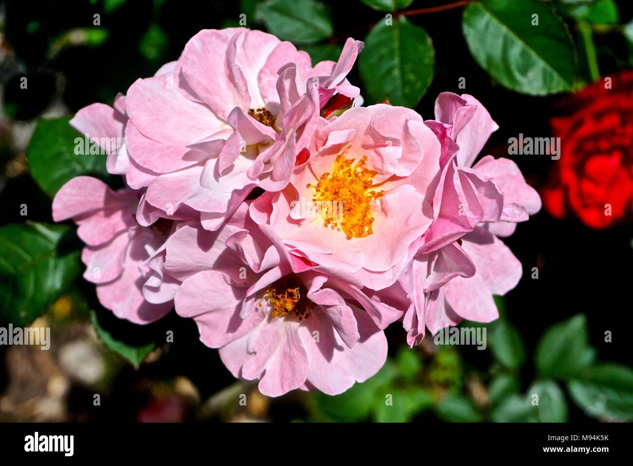 Rosa rugosa planting hi-res stock photography and images - Alamy