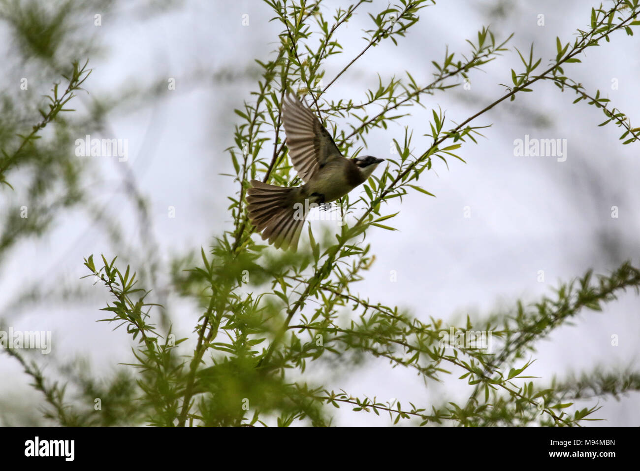 Xiangxi, China's Huanan Province. 21st Mar, 2018. A bird flies from the sprouted willow branches at Miaoertan Township in Longshan County, central China's Huanan Province, March 21, 2018. Credit: Zeng Xianghui/Xinhua/Alamy Live News Stock Photo
