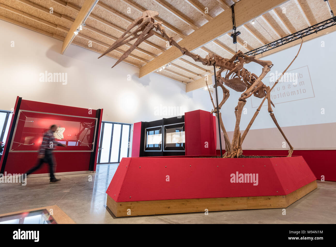 Denkendorf, Germany. 22 March 2018, The model of a huge flying dinosaur hanging in the Dinosaur Museum. The most probably biggest discovered flying dinosaur with a twelve metre wing-span and weighing half a ton is being presented on Thursday. Photo: Armin Weigel/dpa Credit: dpa picture alliance/Alamy Live News Stock Photo